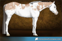 Horse Color:White Spotted Bay Dun Sabino Splash 