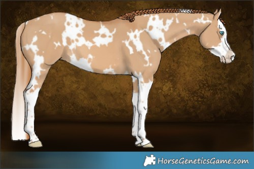 Horse Color:White Spotted Red Dun Splash 