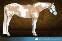 Horse Color:White Spotted Red Dun Splash 
