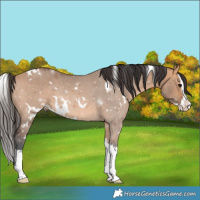 Horse Color:White Spotted Bay Dun Splash 