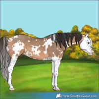 Horse Color:White Spotted Bay Dun Splash 