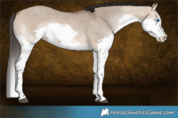 Horse Color:Bay Dun Splash 