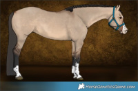 Horse Color:Bay Dun 
