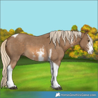 Horse Color:Chocolate Palomino Sabino Tobiano
