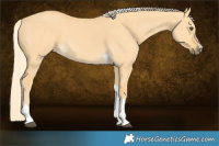 Horse Color:Palomino Dun Tobiano