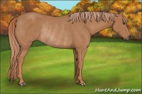 Horse Color:Chestnut Rabicano 