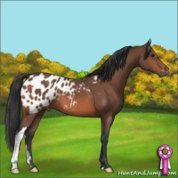 Horse Color:Bay Appaloosa 