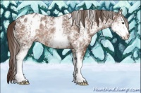 Horse Color:White Spotted Liver Chestnut Appaloosa Rabicano 