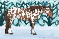 Horse Color:White Spotted Liver Chestnut Sabino Appaloosa Rabicano 