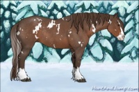 Horse Color:White Spotted Liver Red Roan Splash Rabicano 