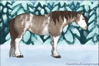 Horse Color:White Spotted Liver Red Dun Splash Rabicano 