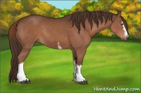 Horse Color:White Spotted Liver Chestnut Rabicano 