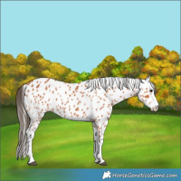 Horse Color:Bay Appaloosa 