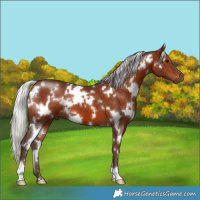 Horse Color:White Spotted Silver Bay 