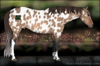 Horse Color:Bay Dun Appaloosa Rabicano 