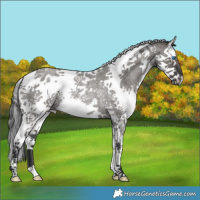 Horse Color:Grullo Roan Splash Tobiano Rabicano