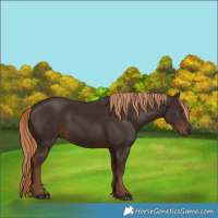 Horse Color:Liver Chestnut Rabicano 
