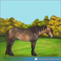 Horse Color:Buckskin 