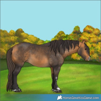 Horse Color:Buckskin 