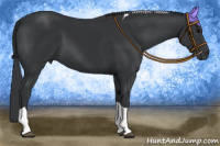 Horse Color:Black Tobiano 