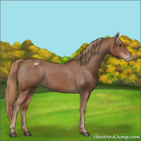 Horse Color:Chestnut Appaloosa 