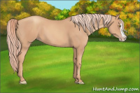Horse Color:Gold Champagne Splash 