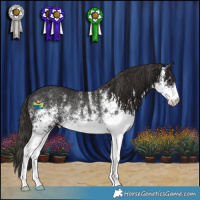 Horse Color:White Spotted Liver Chestnut Rabicano 