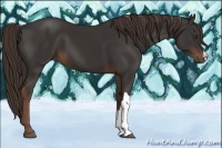 Horse Color:Liver Chestnut 