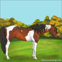 Horse Color:Bay Tobiano 