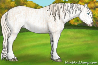 Horse Color:Cremello Sabino  and Perlino Sabino 