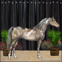 Horse Color:White Spotted Liver Red Dun Mushroom Sabino Brindle