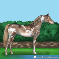 Horse Color:White Spotted Liver Red Dun Brindle 