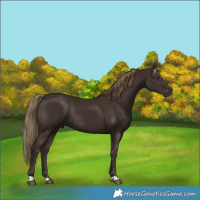 Horse Color:Liver Chestnut Rabicano 
