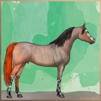 Horse Color:White Spotted Liver Red Dun Roan