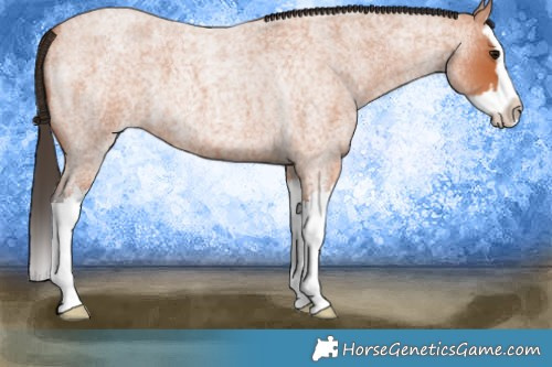 Horse Color:Bay Roan Splash 