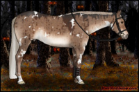 Horse Color:White Spotted Liver Red Dun Brindle 