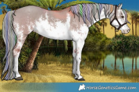 Horse Color:Painted White Spotted Chocolate Palomino Dun Sabino