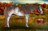Horse Color:White Spotted Liver Chestnut Sabino Rabicano 