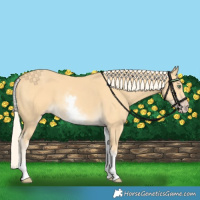 Horse Color:White Spotted Gold Cream Champagne 