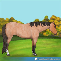 Horse Color:Bay Roan Tobiano 