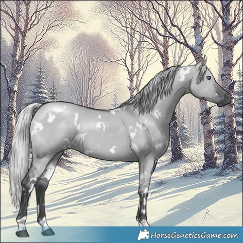 Horse Color:White Spotted Silver Grullo Chinchilla 