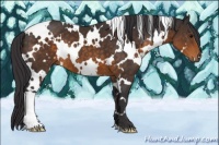 Horse Color:White Spotted Buckskin 