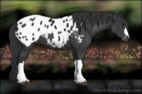 Horse Color:Black Appaloosa 