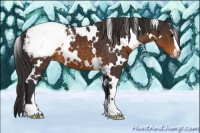 Horse Color:White Spotted Buckskin Sabino Appaloosa 