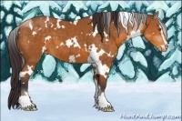 Horse Color:White Spotted Buckskin Sabino Appaloosa 