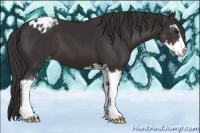 Horse Color:Smoky Black Sabino Appaloosa 