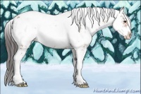 Horse Color:Brown Sabino Appaloosa 