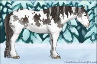 Horse Color:White Spotted Smoky Black Sabino Splash 