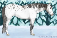 Horse Color:White Spotted Grullo Sabino Appaloosa Rabicano 