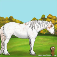 Horse Color:Gold Champagne Sabino